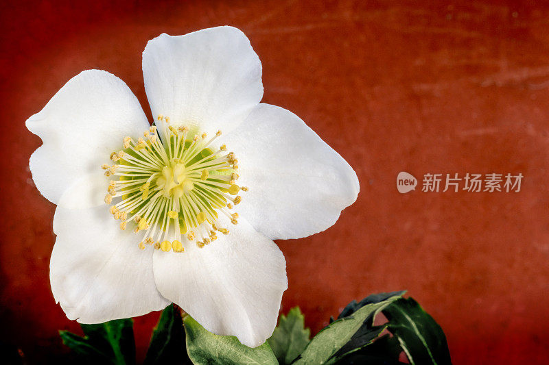 Helleborus Niger Flower的特写